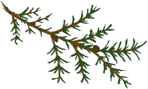 Juniper branch